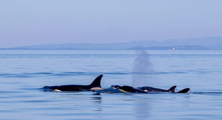 28 38 Canada 135 28 38 Canada 135